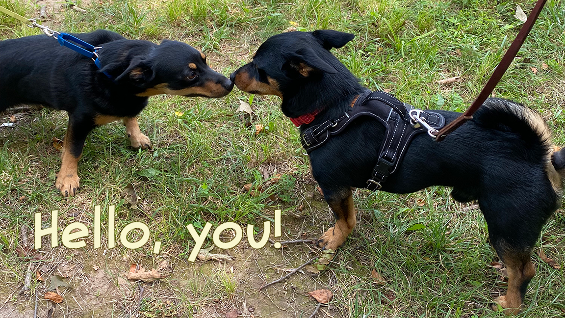 Image of two Lancashire Heelers meeting for the first time. They are standing on a lawn, both on leashes, and sniffing one another's nose.